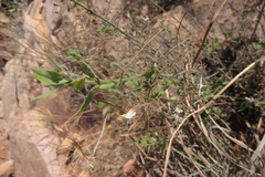 Andrographis glandulosa